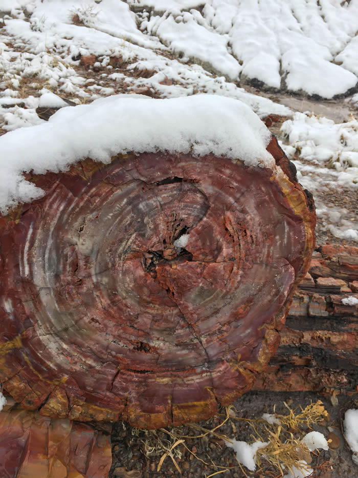 Petrified Forest National Park